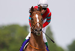 橋口慎介調教師 - The Interview