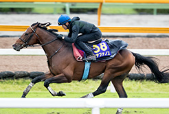 ステファノスの荻野仁調教助手
 - The Interview