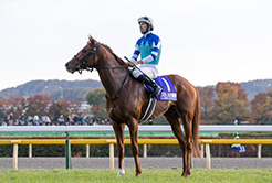 友道康夫厩舎の津田厩務員・大江調教助手 - The Interview