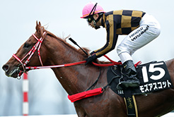 矢作芳人厩舎の玉井俊峰調教助手 - The Interview