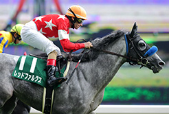 レッドファルクスの尾関知人調教師 - The Interview