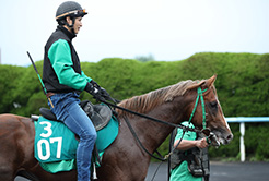 中竹和也厩舎の木野隆志調教助手 - The Interview