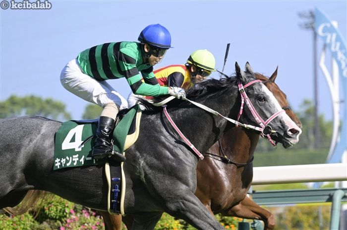 デイリー2Sのレース写真