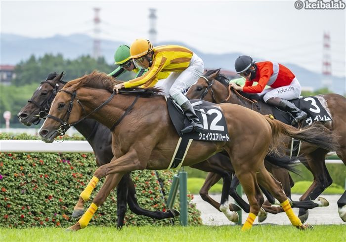 中日新聞杯のレース写真