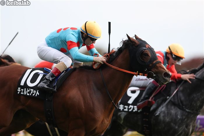 ターコイズSのレース写真