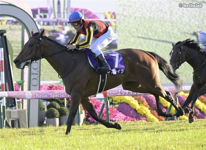 有馬記念のレース写真