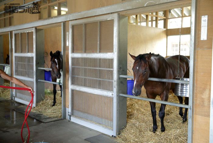 (左)ワンアンドオンリー、(右)ナヴィオン