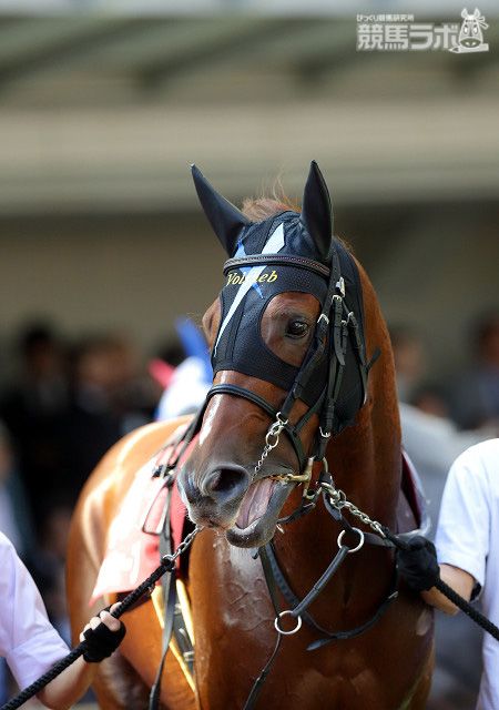 ヴォルシェーブ