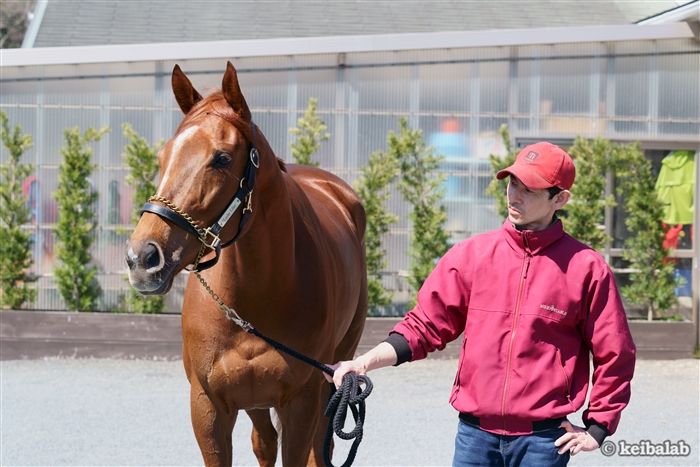 ラッキーライラック