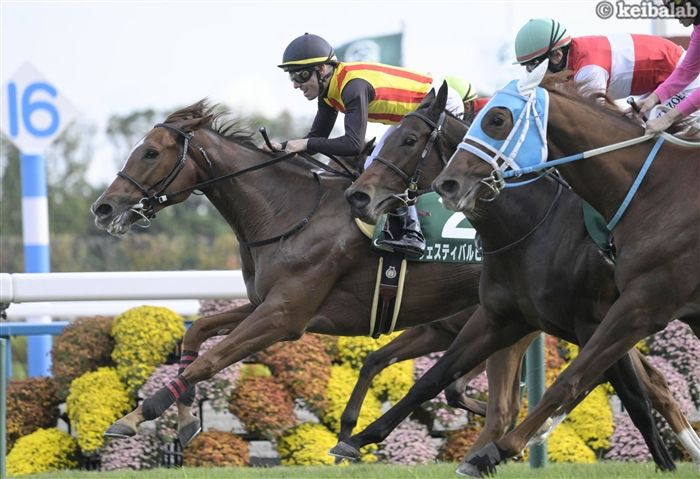 フェスティバルヒル